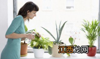 家庭盆栽葡萄怎么浇水,家庭盆栽葡萄怎么浇水最好