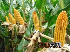 迪卡1627玉米种子积温多少，附简介