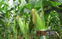 迪卡1079玉米种多少积温，附简介