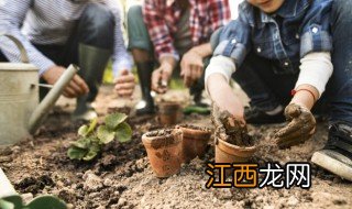 怎样种植仙客来几月份下种 仙客来什么时候种植合适