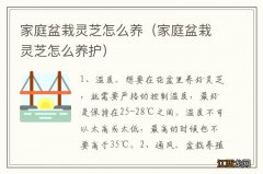 家庭盆栽灵芝怎么养护 家庭盆栽灵芝怎么养