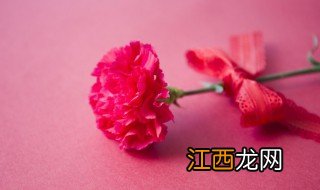 康乃馨夏天叶子怎么养好 康乃馨夏天叶子怎么养