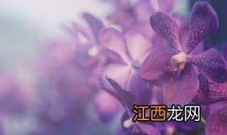 怎么让兰花夏天长叶子，怎么让兰花夏天长叶子不掉