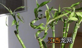 为什么转运竹养着养着就死了 女人养转运竹会死什么意思