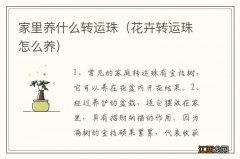 花卉转运珠怎么养 家里养什么转运珠