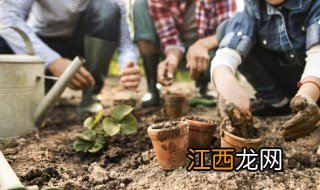 家庭盆栽兴旺竹怎么养 兴旺竹的养殖方法