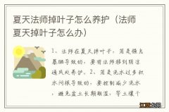 法师夏天掉叶子怎么办 夏天法师掉叶子怎么养护