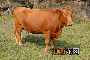 肉牛多久出栏