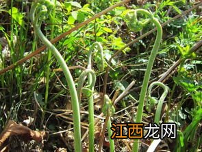 野山茶树怎么挖