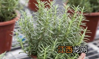 迷迭香什么时候种植合适 迷迭香什么时候种植最好