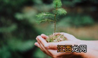 树什么时候种植最合适 树什么时候种植最合适呢