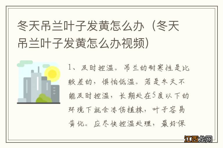 冬天吊兰叶子发黄怎么办视频 冬天吊兰叶子发黄怎么办