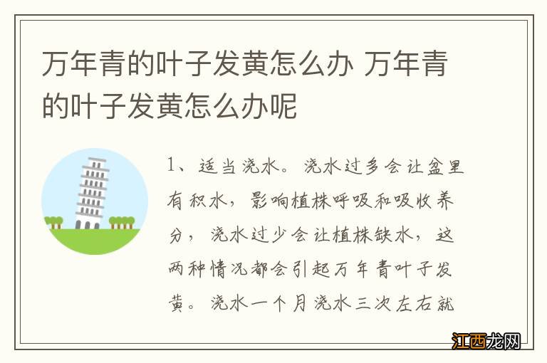 万年青的叶子发黄怎么办 万年青的叶子发黄怎么办呢