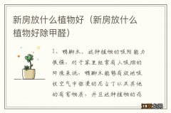 新房放什么植物好除甲醛 新房放什么植物好