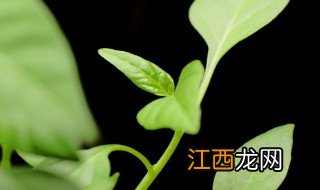 种豆芽的季节 芽豆什么时候播种