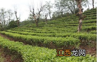 茶树村庄怎么画