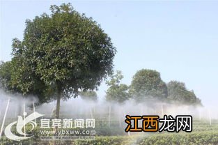 茶树村庄怎么画