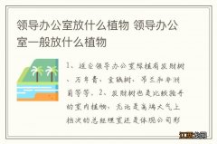 领导办公室放什么植物 领导办公室一般放什么植物