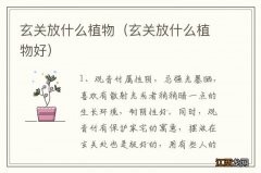 玄关放什么植物好 玄关放什么植物