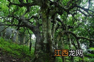 老鹰茶树怎么移植