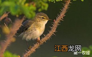 鸟饲料配方