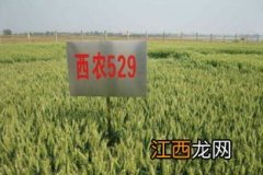 西农585小麦品种简介