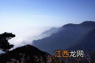 怎么样的庐山云雾