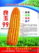 登海良玉99和良玉99一样吗，附简介