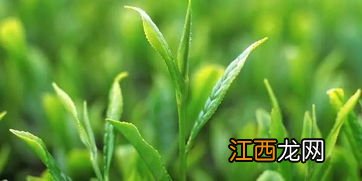 怎么燃烧茶叶驱蚊