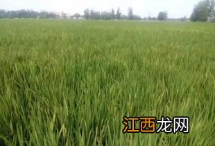 南粳9108品种介绍