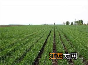 种小麦的方法和步骤,小麦适合在中国哪些地区种植