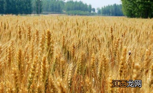 种小麦的方法和步骤,小麦适合在中国哪些地区种植