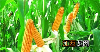玉米的品种有哪些