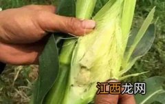 玉米不结棒儿是什么原因?，如何防治