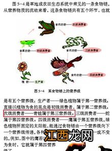 性引诱剂属于什么防治,性引诱剂为什么诱杀雄性个体