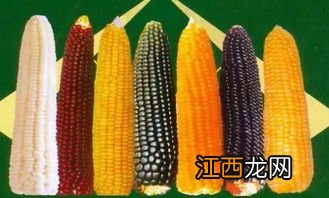 彩色玉米是怎么来的杂交还是光照，彩色玉米和黄玉米哪个好