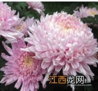 菊花茶怎么泡花朵好看