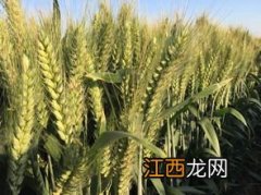 中麦875小麦品种介绍