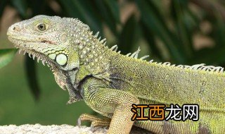 绿鬣蜥怎么养长得快,绿鬣蜥怎么养长得快视频