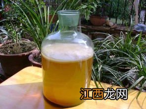 怎么制作红茶菌菌种