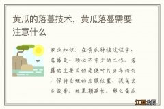 黄瓜的落蔓技术，黄瓜落蔓需要注意什么