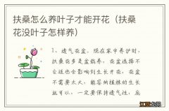 扶桑花没叶子怎样养 扶桑怎么养叶子才能开花