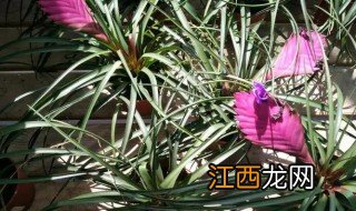 铁兰花包怎么养才能开花，铁骨素兰花怎么种能开花