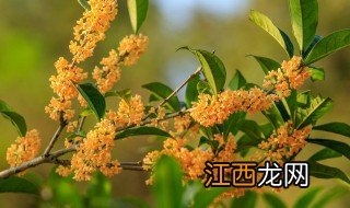 桂花怎么养才能开花快呢 桂花怎么养才能开花