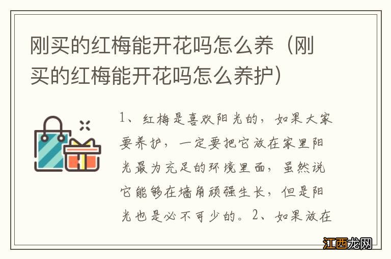 刚买的红梅能开花吗怎么养护 刚买的红梅能开花吗怎么养