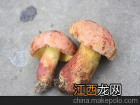 野生牛肝菌要浸泡多久