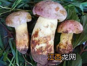 野生牛肝菌要浸泡多久