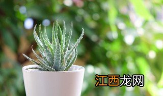 种植芦荟什么时候合适 什么时候种植芦荟最好