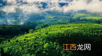 景迈山茶叶怎么样