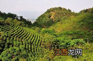 景迈山茶叶怎么样